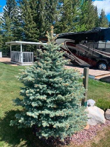 RV Lot #178 at Coyote Creek Golf Resort Image# 4