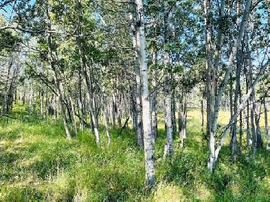 Private & Treed Lot with Ponds on Land in Bearspaw Image# 1