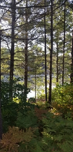 Waterfront property for sale 2  acres Image# 1