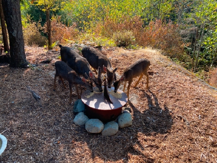 Marble Bay Bungalow For Sale in Cowichan Valley / Duncan,BC Houses