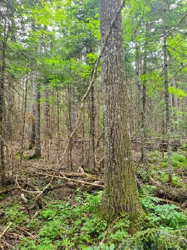 Stumpage for sale Image# 1