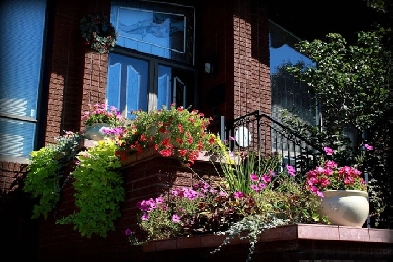 Stunning Lotus Room for rent near York Univ and Humber College N