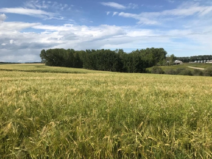 AUCTION 469-COMING SOON. 156 AC Farmland. Rocky View County, AB in Calgary,AB - Land for Sale