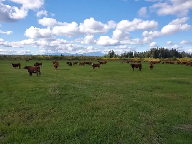 For Sale : 150 Head Cattle Ranch in western British Columbia Image# 1