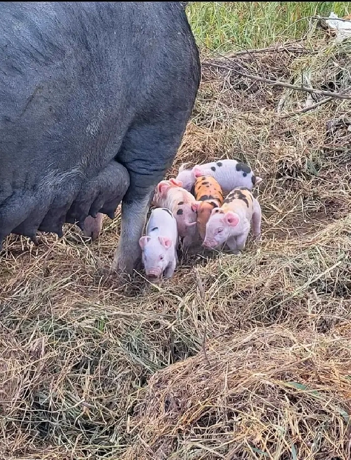 Running Farm for sale in Kapuskasing,ON Houses for Sale