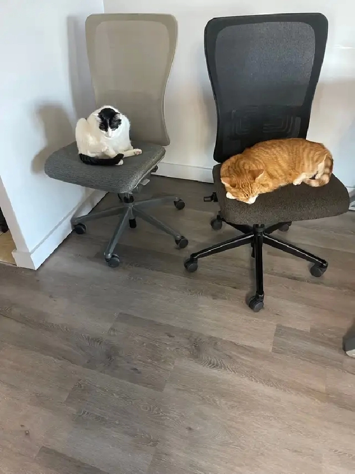 2 bedroom apartment 1171 Ambleside drive in Ottawa,ON Apartments