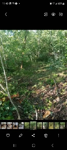 Sandy Hook - vacant treed lot Image# 1