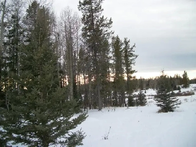 Burnstick lake area 40 acres of wilderness in hart of Crown land Image# 1