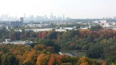 Seeking Professional Female or International Student