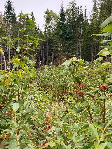 Terrain de chasse a louer Image# 1