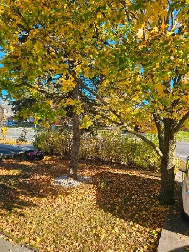One Bed Room in Raised Basement - 372 Vodden St E Brampton