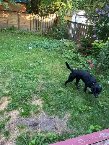 View Currently Available:Huge Pefriendly Main Apt-Large Yard/LDY Image# 1