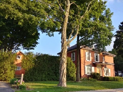 LARGE 1 BEDRM APT - DOWNTOWN WINGHAM, ONT Image# 7