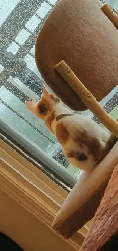 Roommate Wanted - Wolseley area - Available May 1st