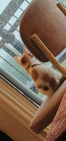 Roommate Wanted - Wolseley area - Available May 1st