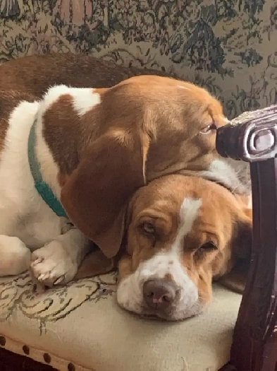 Looking for farm or hobby farm Image# 1