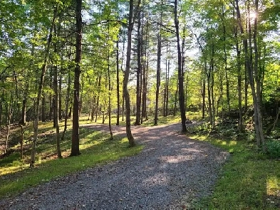 Estate Lot with Driveway and Drilled Well Image# 7