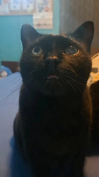 ISO cat friendly place in orillia Image# 1