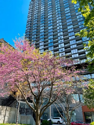 Liberty Village Condo bedroom for rent in 1 1 unit Image# 6