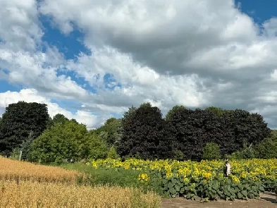 Looking for family or couple  about to rent upper house together Image# 1