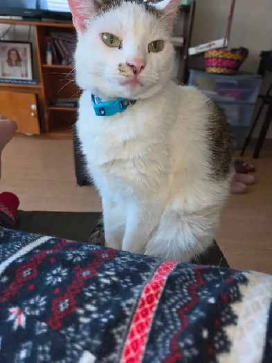 LOOKING FOR A KID/CAT/DOG FRIENDLY HOME FOR AUGUST Image# 4