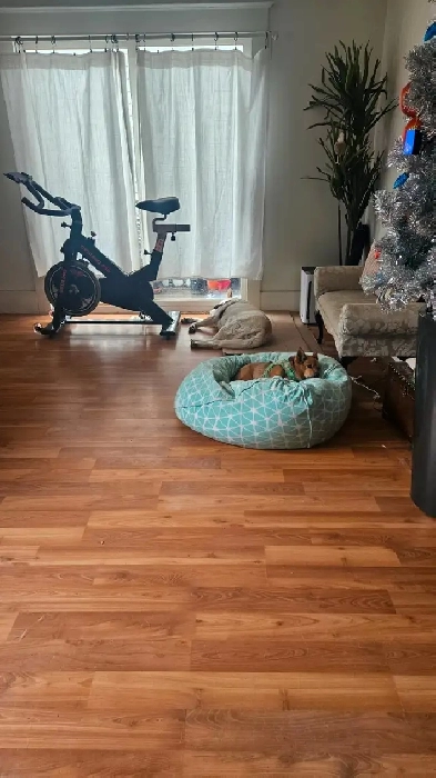 Looking for a female roommate. Must love pets! Image# 2