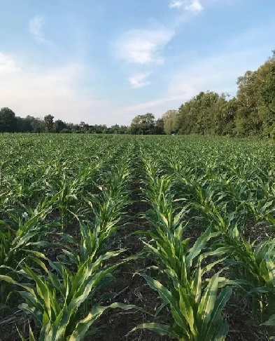 Farm Land For Rent Wanted: Puslinch,Milton,Flamboro/Burlingt Image# 10