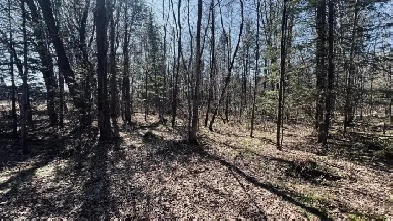 Notre-Dame-du-Mont-Carmel : Terre à bois 124 acres Image# 7