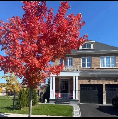 Beautiful room available sharing for 1 boy near Algoma Brampton Image# 1