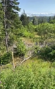 Build Your Dream Home on 1  Acre Lot in Victoria! Image# 1