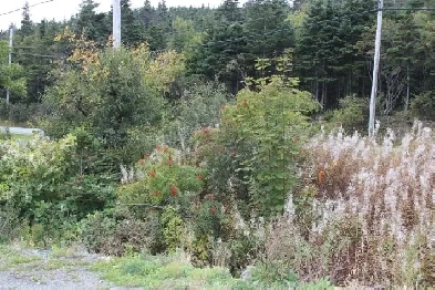 Land-Beachy Cove Brook & Hill as Your Backdrop! LOT 1 Image# 1