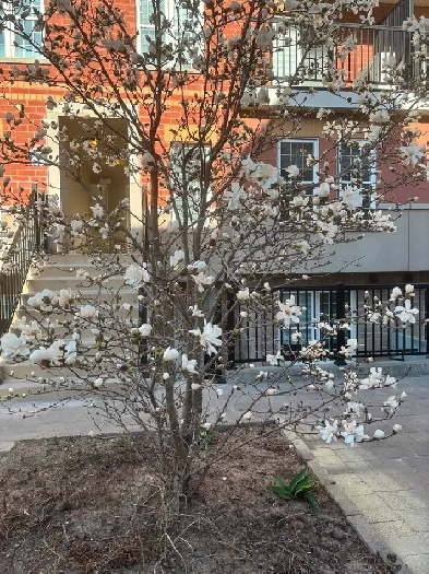 Female roommate. available May 1, located Birchmount/Ellesmere. Image# 1