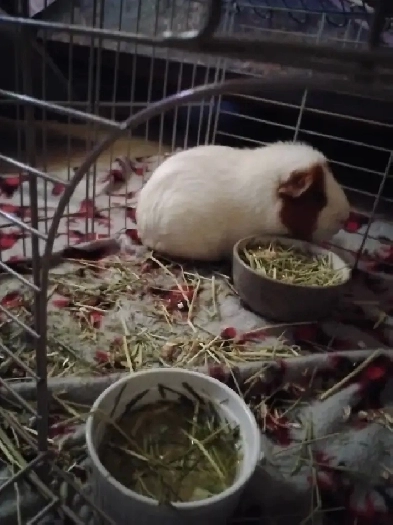 Looking for PET FRIENDLY, AFFORDABLE housing West end St. johns Image# 1
