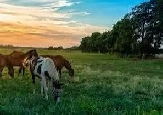 ISO ACREAGE RENTAL NEAR CALGARY Image# 1