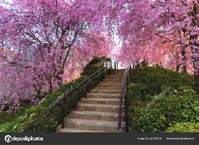 Beautiful Furnished Room for Rent for Female Student/Working Image# 1