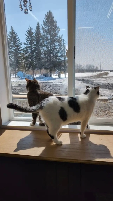 Looking for a room $700 Image# 1