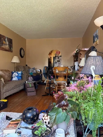 searching for compatible roommate in puppy pet paradise Image# 1