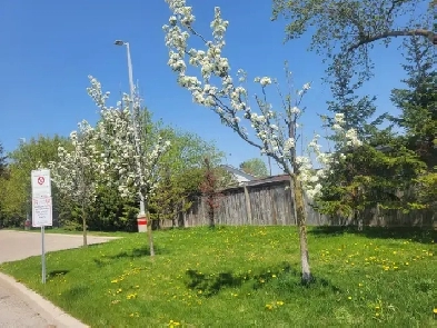 2 BHK Near Oshawa center - 1st floor Image# 1