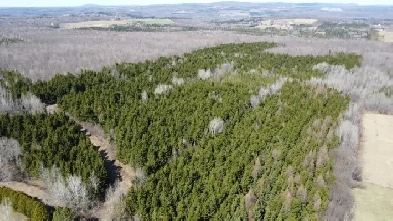 Danville (Estrie) : Terre à bois 193ac. droit const. plantations Image# 2