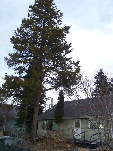Large Heritage House on Large Lot in Central Edson Image# 1
