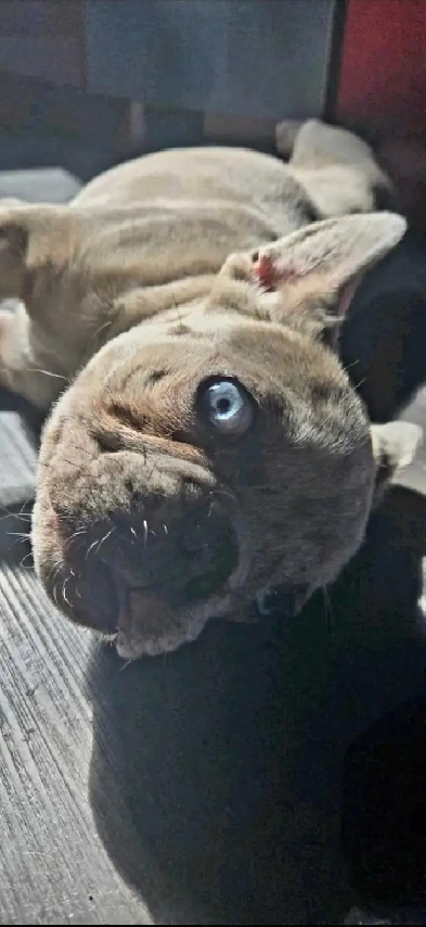 bouledog francais exotique merle couleur rare yeux bleu Image# 2