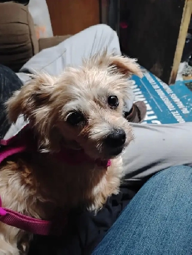 Want to rent a room with my small clean female dog Image# 1