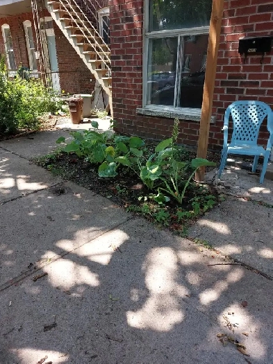 Hochelaga -Maisonneuve logement a louer Image# 1