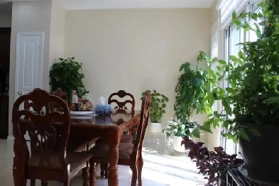 BRAMPTON PRIVATE ROOM UPPER HOUSE CLOSE TO BUS STOP Groceries Image# 2