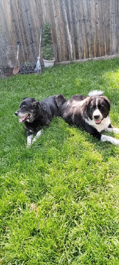 June all incld NO DD 1 bdrm in Kincora NW shared home Image# 1