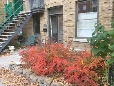 Mile-End 6 1/2 Image# 1