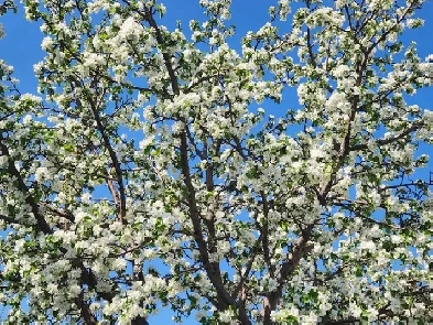 Fully Furnished room for rent in Castledown Image# 1