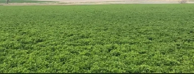 Irrigation Land in RM of Rudy Image# 1