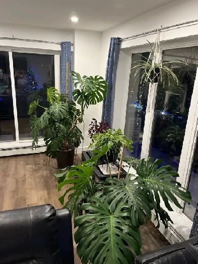 1 bedroom apartment for sublet Image# 1