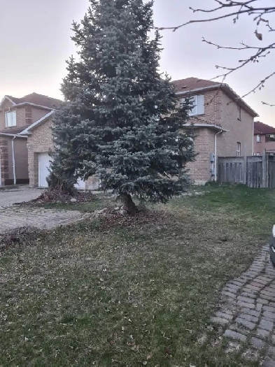 Large Basement Room with Private Toilet - $1000 per month, Image# 5